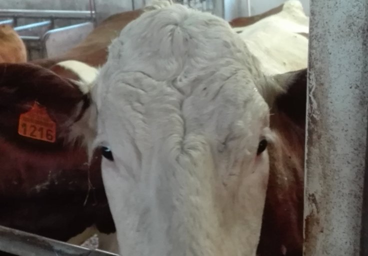 Coucou-Ceci est un test